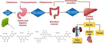 Pharmacokinetic, Metabolism, and Metabolomic Strategies Provide Deep Insight Into the Underlying Mechanism of Ginkgo biloba Flavonoids in the Treatment of Cardiovascular Disease